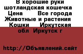 В хорошие руки шотландская кошечка › Цена ­ 7 - Все города Животные и растения » Кошки   . Иркутская обл.,Иркутск г.